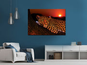 Lounging Leopard Framed Poster - Planet Wall Art