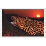 Lounging Leopard Framed Poster - Planet Wall Art