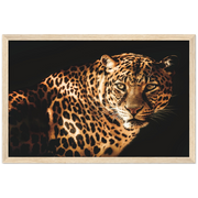 Curious Leopard Framed Poster - Planet Wall Art