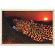 Lounging Leopard Framed Poster - Planet Wall Art