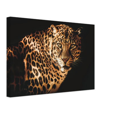 Curious Leopard Canvas Print - Planet Wall Art